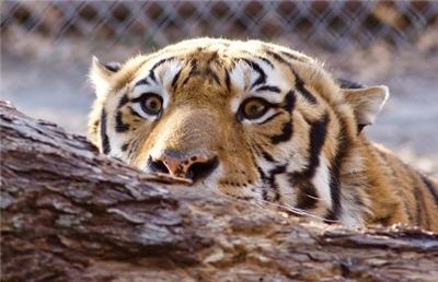 Big Sultan - Tiger