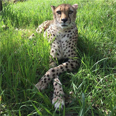 Moyo - Cheetah