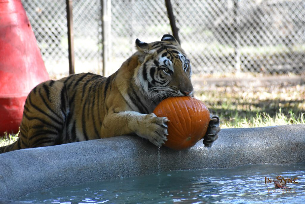 anakin with a pumpkin in the mouth next to a pool