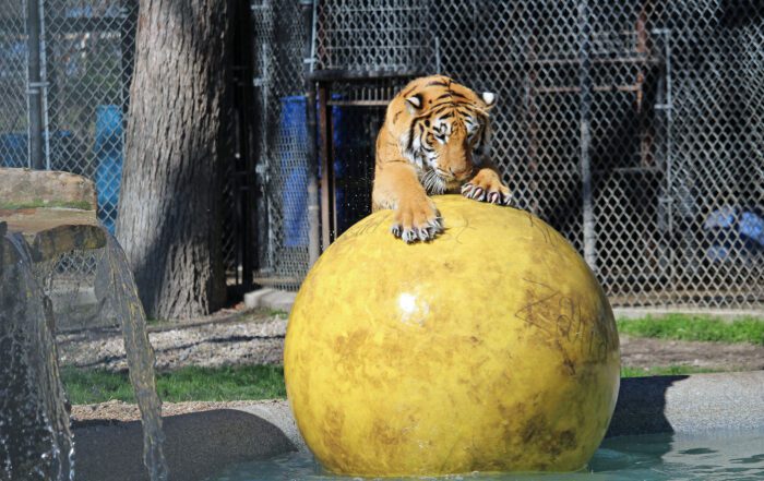 kenobi on a yellow ball in the pool