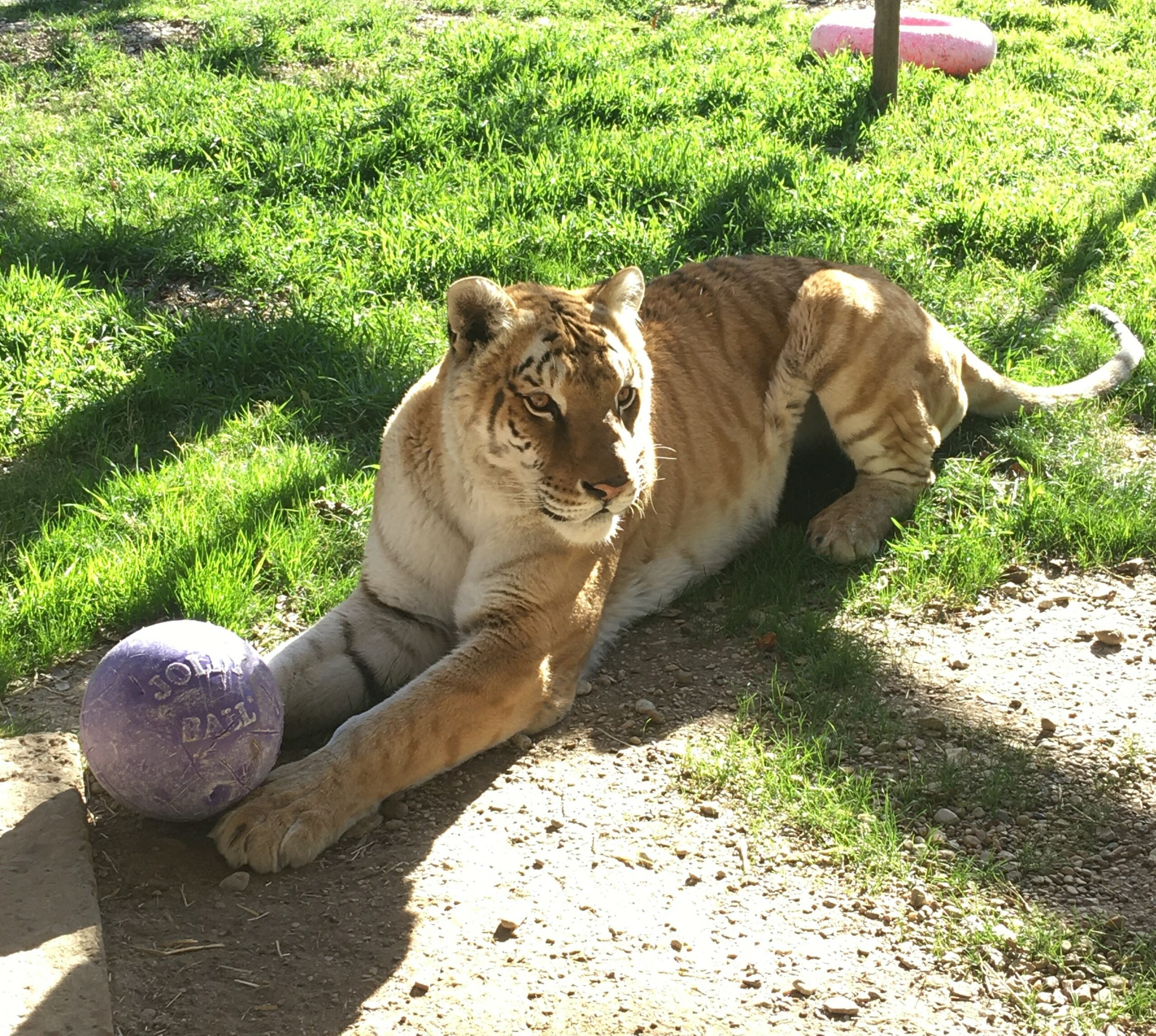 tabatha laying down with a ball