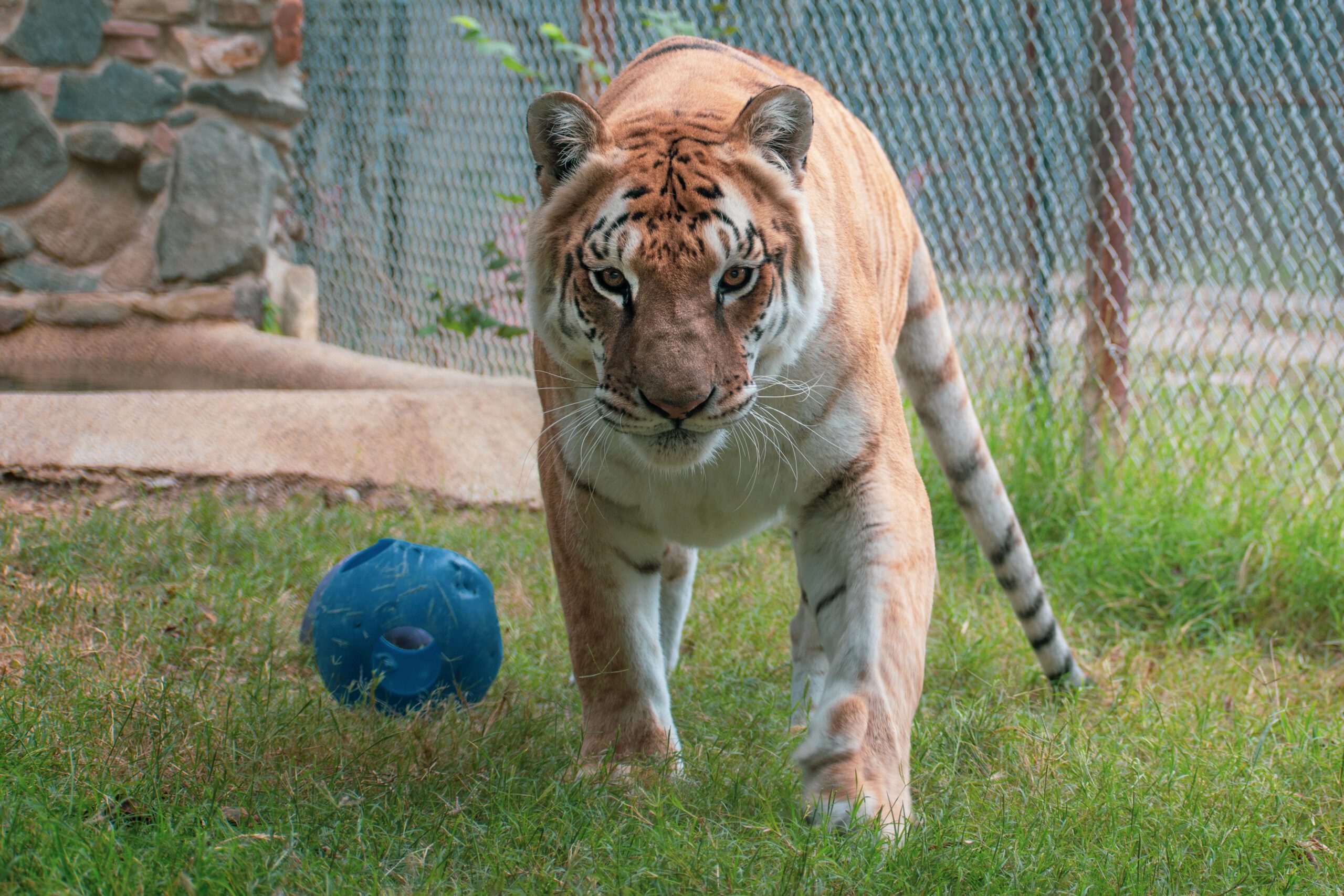 tabatha playing with a blue ball