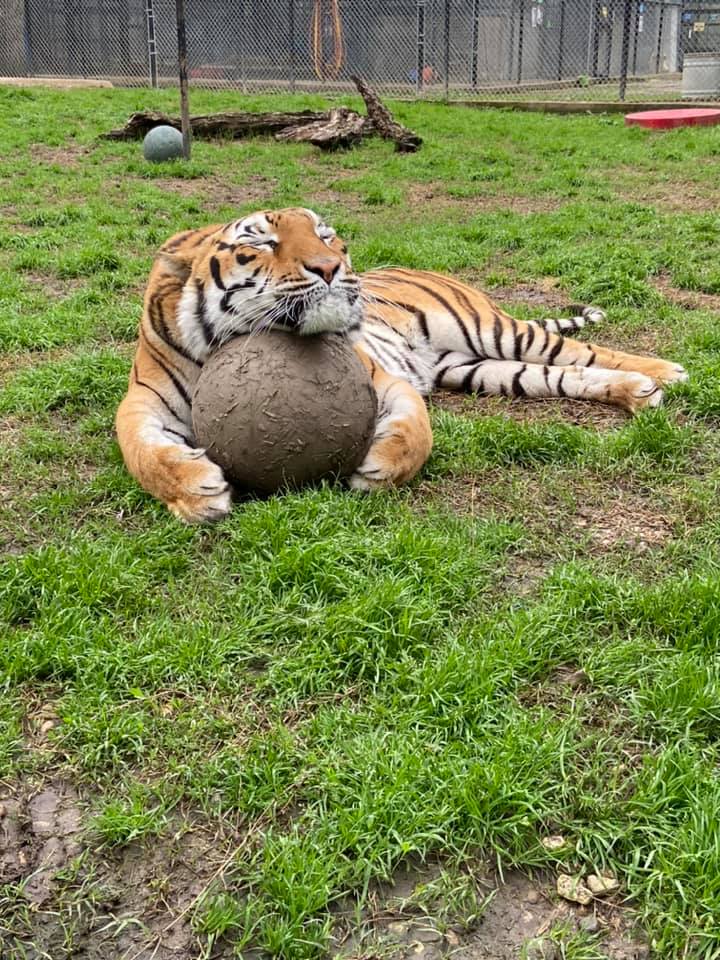 kabul asleep on ball