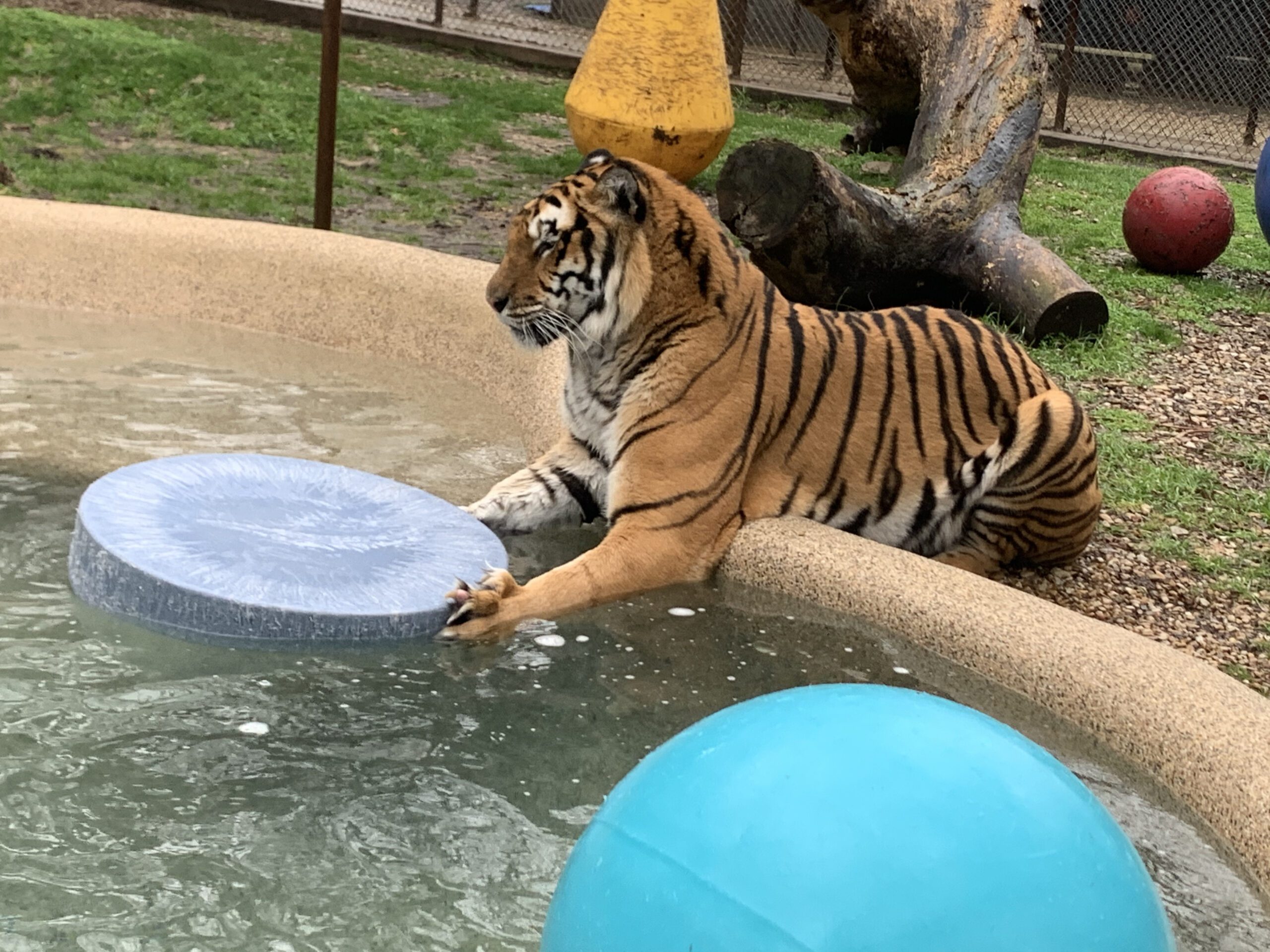 pepsi playing with a pillow in a pool