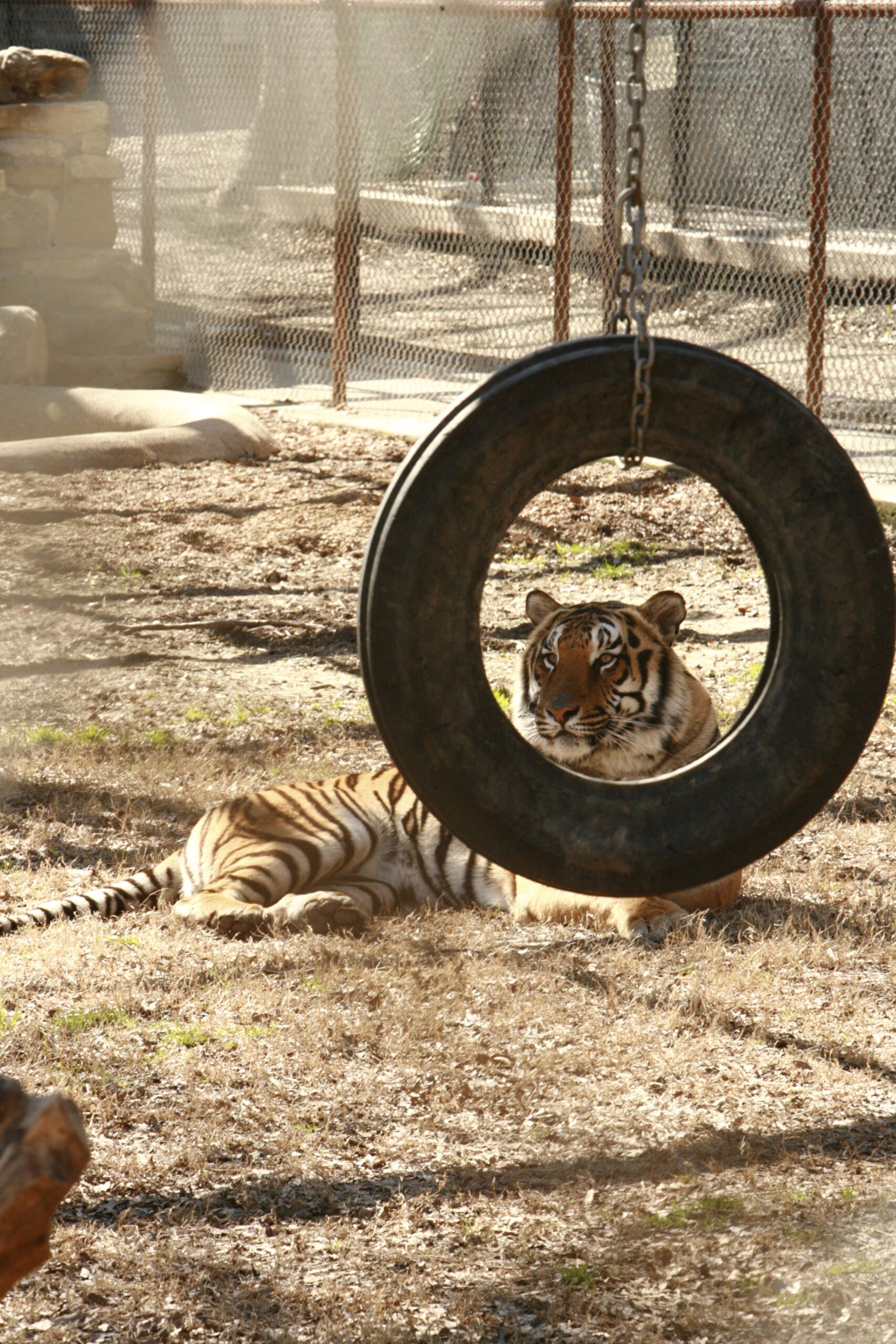 sultan looking through the tire
