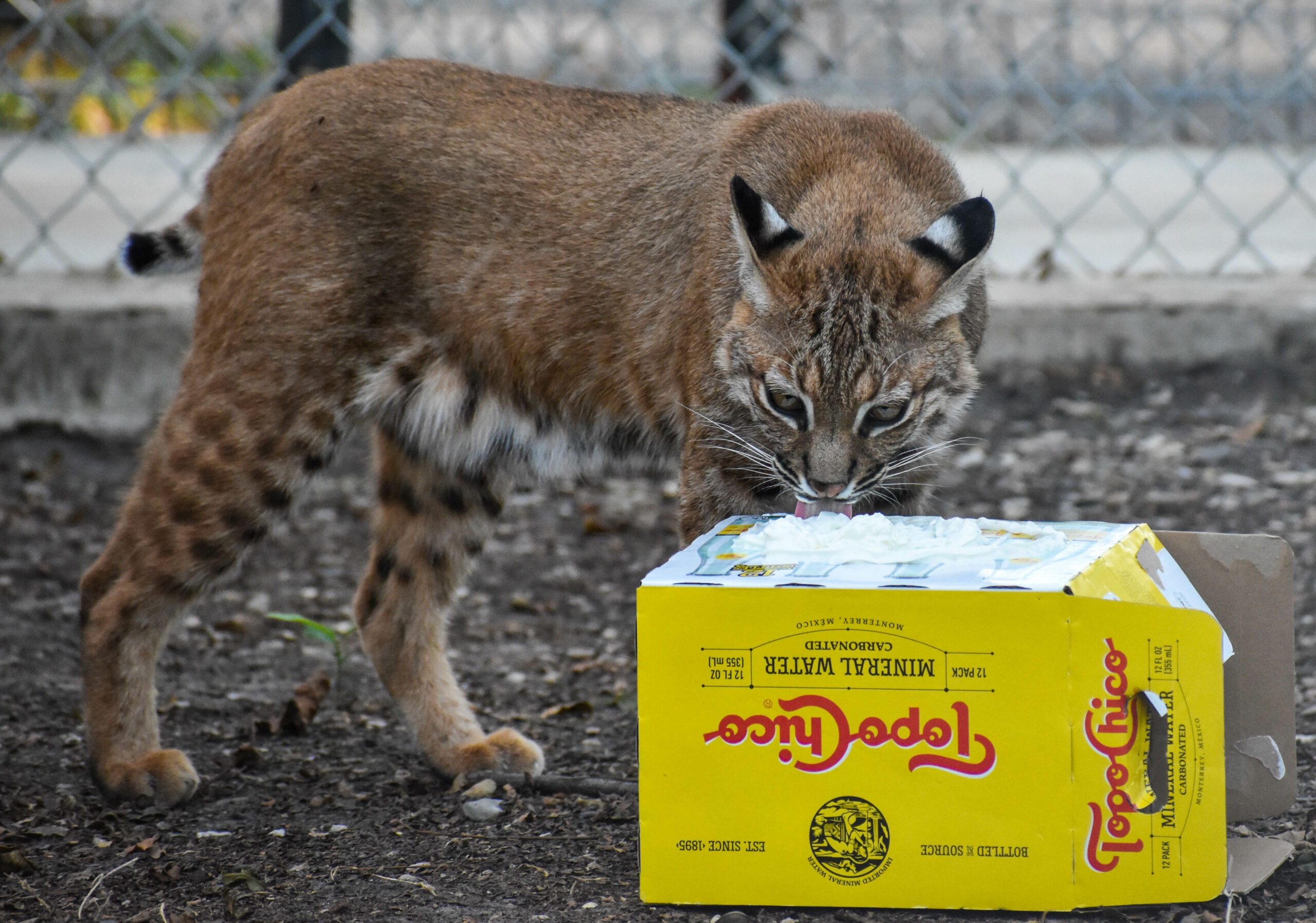 mary playing with a topo chico box