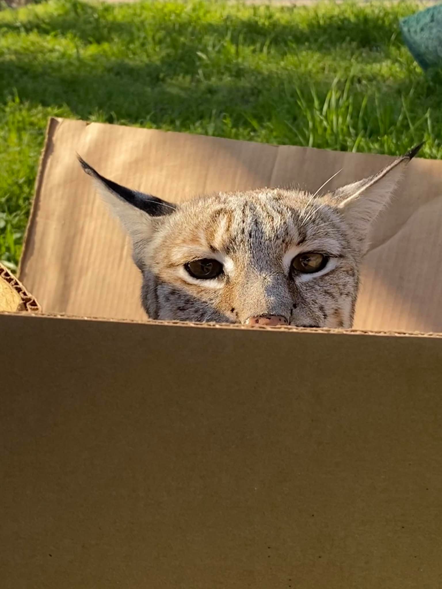 sola in a box
