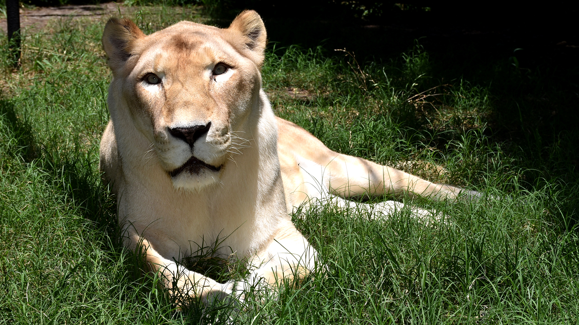 white lioness on green grass