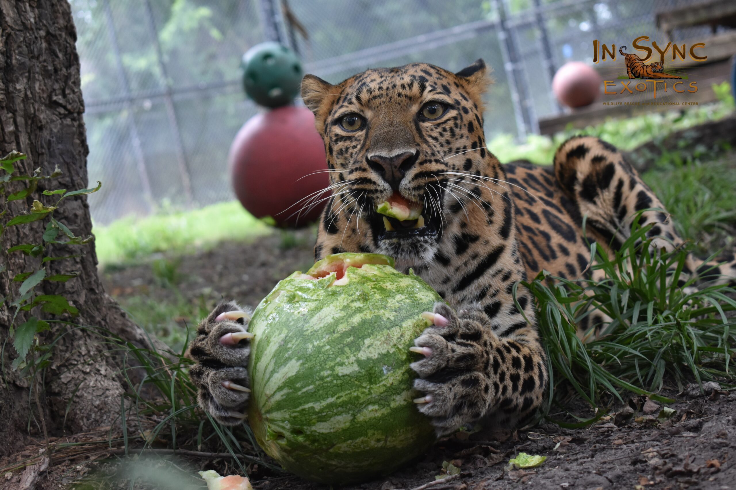 Lily the Leopard getting her Watermelon at the Watermelon Toss