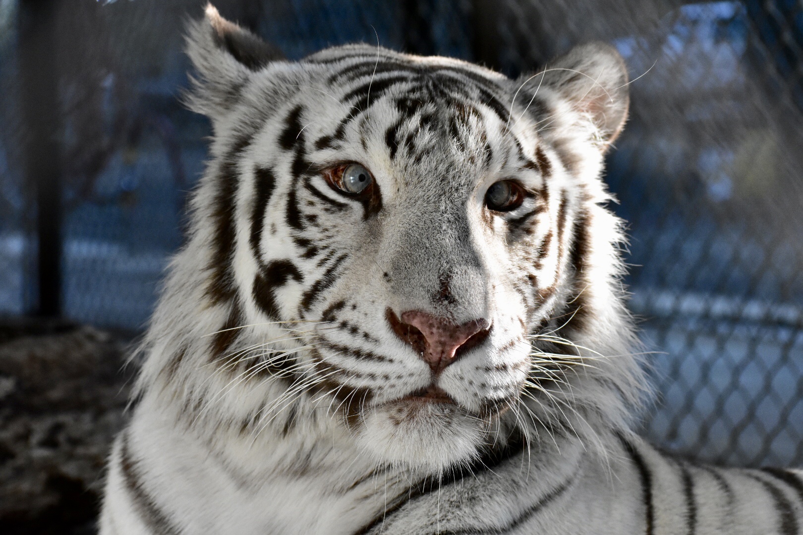 Zahra - White Tiger