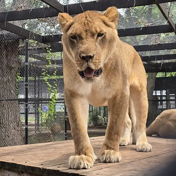 Lions Archives - In-Sync Exotics