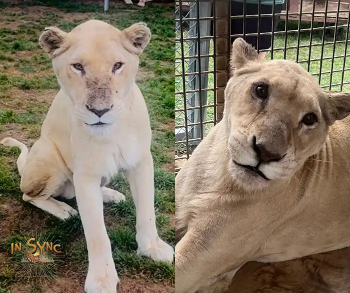 In-Sync Exotics Featured in The Wylie News Lioness Rescue